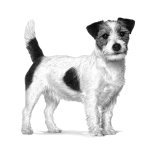 Royal Canin Kompletní dietní krmivo pro psy - Pro dospělé psy malých plemen (do 10 kg) s citlivou dutinou ústní 2 Kg
