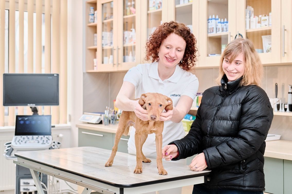 Jsme zkušení veterináři, kteří o zvířata pečují každý den